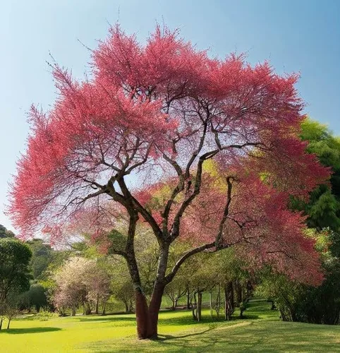América del Norte Semillas de cerezo negro, semillas de árbol Prunus serotina, cereza negra produce flores fragantes (1200 semillas)