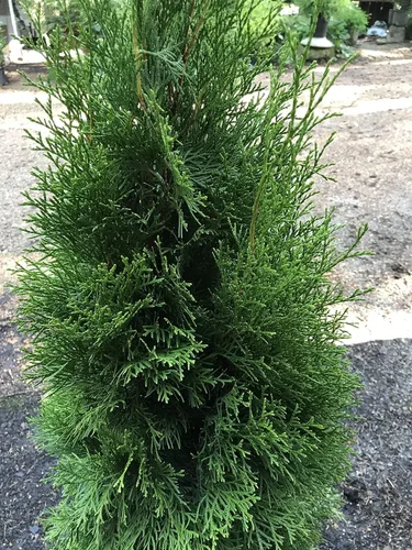 Miniatura 4 de Thuja Occidentalis Arborvitae verde esmeralda, planta arbustiva de hoja perenne, 3 galones, 18-24 pulgadas