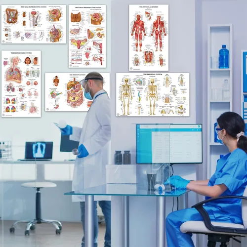 Miniatura 7 de 11 pósteres de anatomía humana - Carteles médicos, esqueléticos, masculinos femeninos, musculares, circulatorios, linfáticos, reproductivos