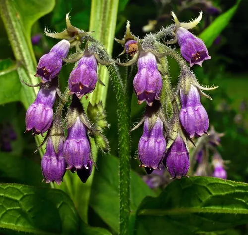 True Comfrey 60 semillas (Symphytum officinale) sin OMG, reliquia