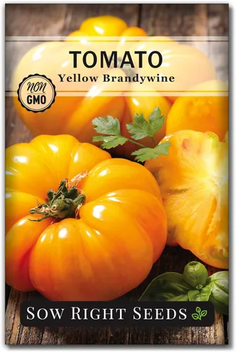 Sow Right Seeds - Semillas de tomate Brandywine amarillo para plantar - Paquete de reliquia sin OMG con instrucciones para plantar un huerto casero
