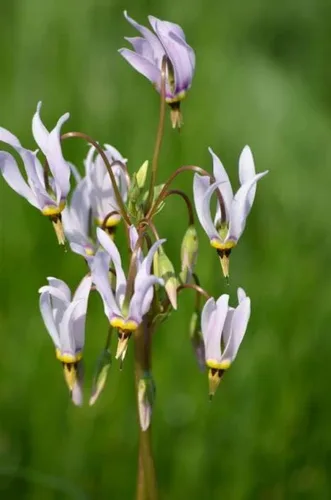 Miniatura 3 de Semillas de flores Midland Shooting Star para plantar (50 semillas) - Dodecatheon meadia
