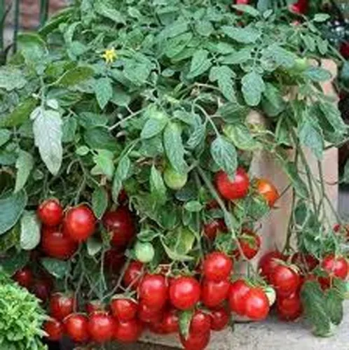 Tomate, semillas de tomate cherry grandes dulces, reliquia, 20 semillas, sabroso, ideal para ensaladas