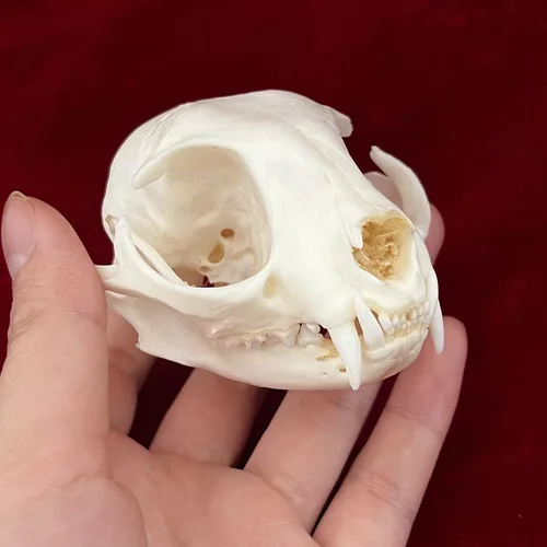 Miniatura 3 de Calaveras de animales reales en taxidermia, espécimen de huesos reales, suministros de taxidermia para educación científica, regalo especial