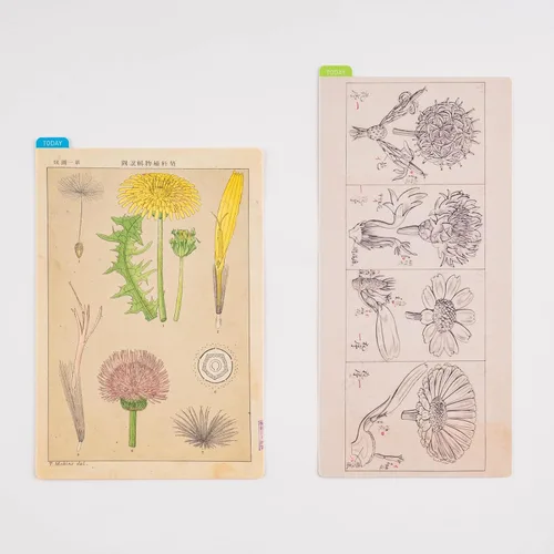 Miniatura 2 de Hobonichi Techo Accessories Tomitaro Makino: Tablero de lápices Hobonichi para tamaño A6 (Tomitaro Makino)