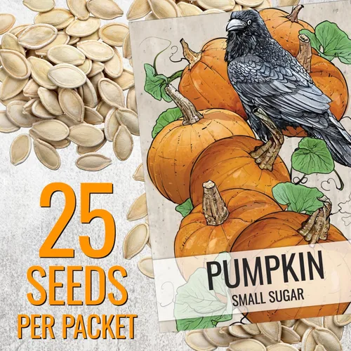 Miniatura 3 de Seed Needs Semillas de calabaza para plantar calabazas pequeñas de tarta de azúcar, semillas de verduras sin OMG y sin tratar para plantar un huerto