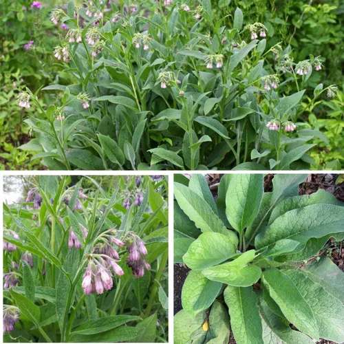 Miniatura 3 de True Comfrey 50 Semillas (Symphytum officinale) Sin OGM, Herencia