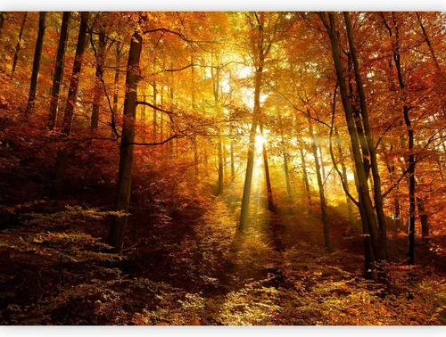 Miniatura 21 de artgeist Mural de pared premium Bosque púrpura, 79 x 55 pulgadas, papel tapiz no tejido, decoración de pared de vellón, impresión fotográfica