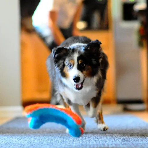 Miniatura 7 de Chuckit! ¡Tíralo! Juguete de perro ardilla interior Fumbler naranja y azul