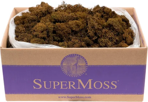 Miniatura 34 de Super Moss 21669 - Musgo de reno preservado, Chartreuse, 8 onzas (200 pulgadas cúbicas)