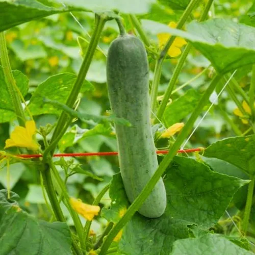 Miniatura 2 de Juego de 2 plantas de pepino vivo para plantar, plantas de pepino verde vivas para plantar, plantas vegetales, maceta de 4 pulgadas