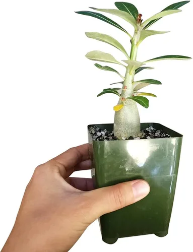Miniatura 2 de Adenium Obesum - Rosa del desierto de 4 pulgadas, suculenta saludable, rara e inusual, viva de fácil cuidado, planta interior de casa, totalmente