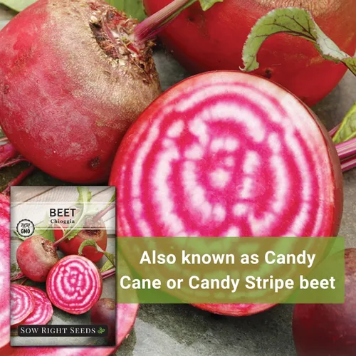 Miniatura 5 de Sow Right Seeds - Semillas de remolacha Chioggia para plantar - Paquete de reliquia sin OMG con instrucciones para plantar y cultivar un huerto