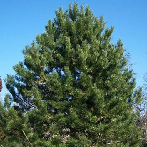 Pinus nigra (pino austriaco, pino negro europeo), apariencia atractiva, resistentes al frío, semillas de MySeeds.Co, elige la cantidad (0.25 oz)