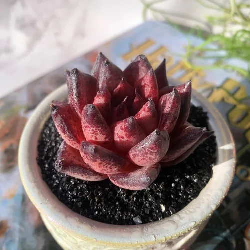Miniatura 22 de Dudleya Gnoma S.W.McCabe Plantas suculentas raras vivas, 5-7 cabezas de 3.5" Raíz desnuda sin maceta y tierra, decoración para jardín