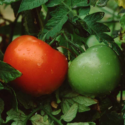 Miniatura 2 de Semillas de tomate Better Boy, 100 unidades ¡Cultiva el tomate clásico Better Boy en tu propio jardín! Estas plantas de tomate indeterminadas