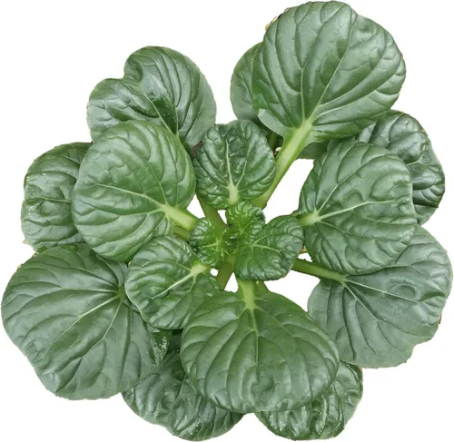1000 semillas de mostaza tatsoi Black Knight para plantar – semillas autóctonas, sin OMG, verdes asiáticos cultivados en EE. UU. con empaque premium