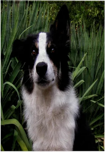 Miniatura 7 de 3dRose Border Collie 2 22x30 Bath Hand Pool Towel