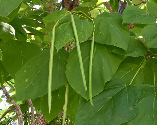 Miniatura 3 de Catalpa - Semillas de árbol para plantar, 100 semillas para cultivar, flores impresionantes, hojas grandes y vainas de semillas similares a frijoles