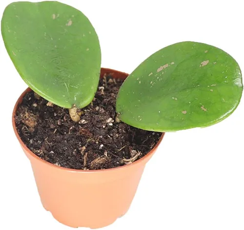 Miniatura 5 de Hoya - Cuerda hindú abigarrada, variedad rara, 2.5 pulgadas de California Tropicals