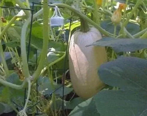 Miniatura 2 de 100 semillas de calabaza de invierno de espagueti, reliquia, sin OMG, semillas siempre frescas. Semillas de siembra para huerto doméstico
