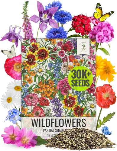 Miniatura 19 de Seed Needs Mezcla de semillas de girasol para plantar Sunset Blend 7 variedades Más de 1000 semillas Helianthus Annuus Heirloom Semillas de flores
