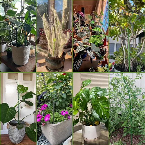 Miniatura 8 de Estacas de soporte para plantas de interior, enrejado para plantas en maceta de casa, flores, palos de soporte Monstera con clips de orquídea, lazos