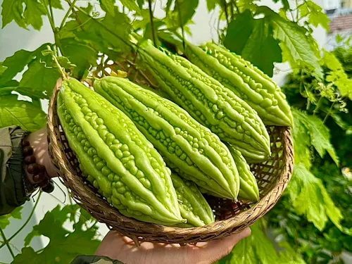 Miniatura 3 de Más de 25 semillas de melón amargo prémium para plantar, reliquia, sin OMG, calabaza amarga de alto rendimiento - Kh Qua M Trái Dài - Semillas