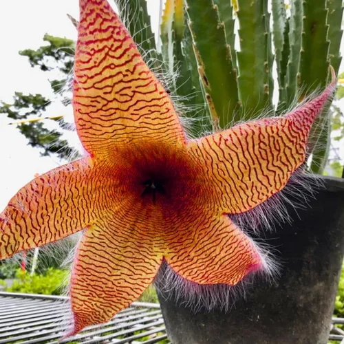 Miniatura 6 de Juego de 2 plantas raras de cactus de estrella de mar vivas en maceta de 2 pulgadas, cactus pequeños suculentos bien arraigados de 4 a 8 pulgadas