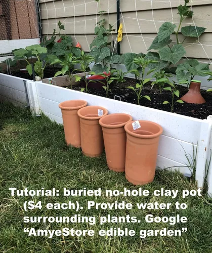 Miniatura 4 de 2026 EarlyBird-Siembre en Otoño/Primavera. Semillas de Baby Bok Choy de HipGirl para Brotes, Semillas de Repollo para Plantar, Siembra de Semillas