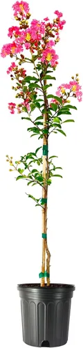 Cangrejo mirto Tuscarora planta | 1 maceta grande de tamaño galón comercial | Lagerstroemia Indica | Árbol de flores ornamentales | Plantas de