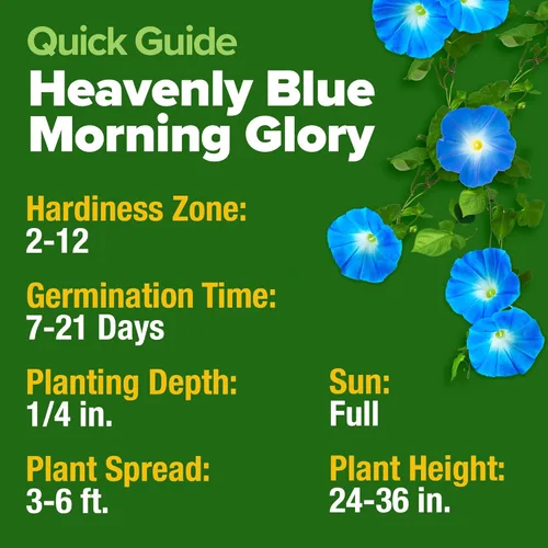 Miniatura 5 de HOME GROWN Heavenly Blue Morning Glory - 150 semillas de reliquia para plantar, ideal para un jardín de flores que atrae a polinizadores y pájaros