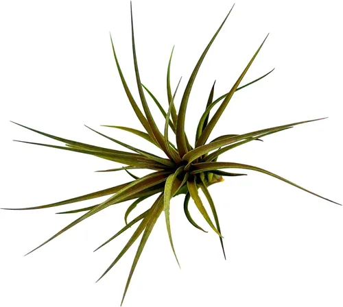 Miniatura 46 de ragnaroc Air Plants - Floración Tillandsia Bulbosa Belice, gigante de 7-9 pulgadas, 1 unidad, llegada en vivo garantizada, plantas