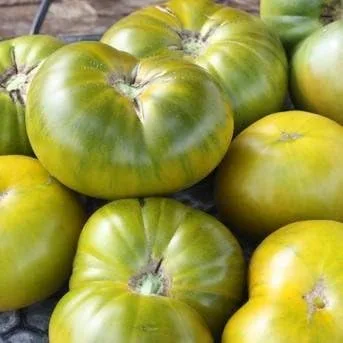 Tomate de hoja perenne esmeralda - Paquete de 10 Semillas