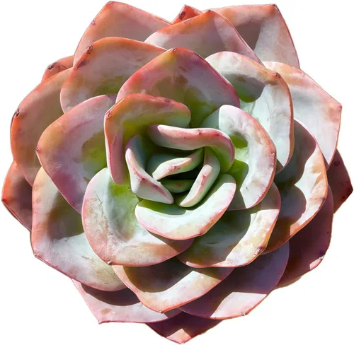 Succulents Plants Live Echeveria Perle von Nürnberg,Mini Succulents Red 3 inches Mini Succulents,Bare Root Without Pot,Succulent Plant Live