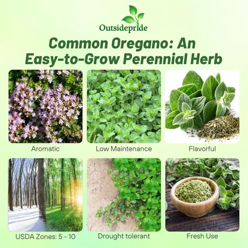 Miniatura 2 de Outsidepride Semillas de orégano comunes - Semillas de hierbas perennes, aromáticas y fáciles de cultivar para uso culinario, sabrosos jardines