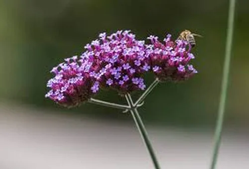 Miniatura 3 de Los racimos de flores lilas profundas son muy llamativos!!! Wow! (25 - Semillas)