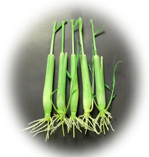 5 plantas de hierba de limón de 12 pulgadas de largo, enraizadas y listas para plantar, tallos vivos de hierba de limón cultivados hidropónicamente,