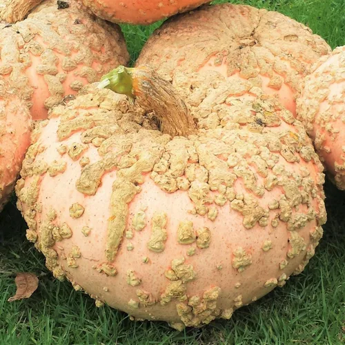 TomorrowSeeds - Semillas de calabaza de maní (Galeux d'Eysines) - Paquete de 10 unidades - para calabazas de Halloween francesas de duende verrugoso