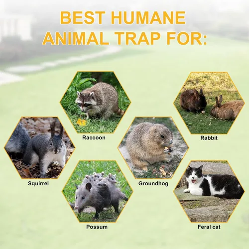 Miniatura 5 de Paquete de 2 trampas para gatos H&B, trampas humanitarias para gatos salvajes, jaula de trampa para animales vivos, 32 x 12 x 10 pulgadas, trampa