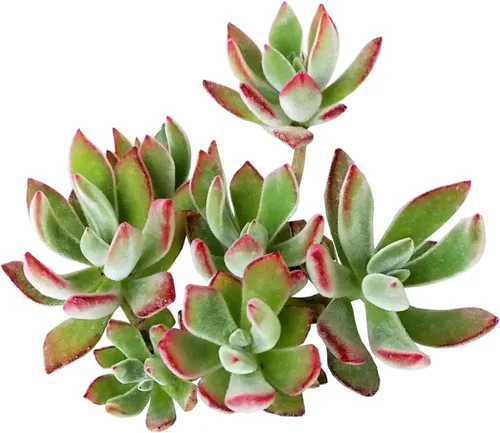 Miniatura 21 de Echeveria Lola - Planta suculenta saludable Echeveria Live de fácil cuidado para interiores, totalmente arraigada en tamaños de 2/4/6 pulgadas