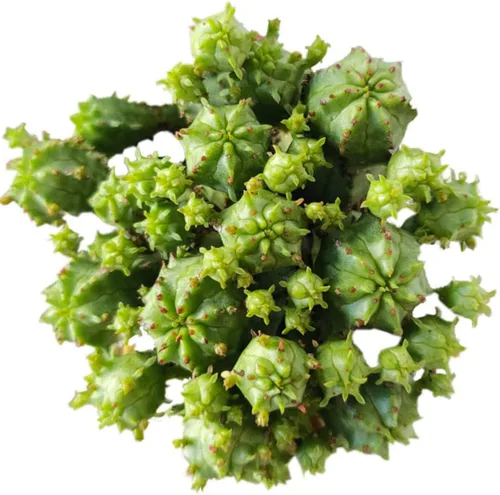 Miniatura 16 de Titanopsis Calcarea de hoja de hormigón de 2 pulgadas, suculenta saludable, rara e inusual, viva de fácil cuidado, planta interior de casa, Piedras