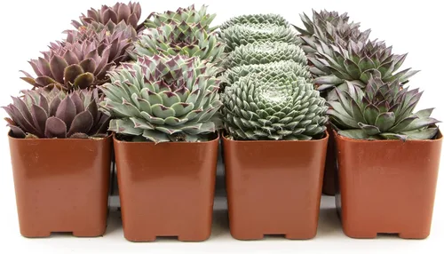 Miniatura 9 de Plantas suculentas 20 suculentas Sempervivum Enraizadas en macetas con tierra Plantas de interior reales Regalos o decoración de habitación