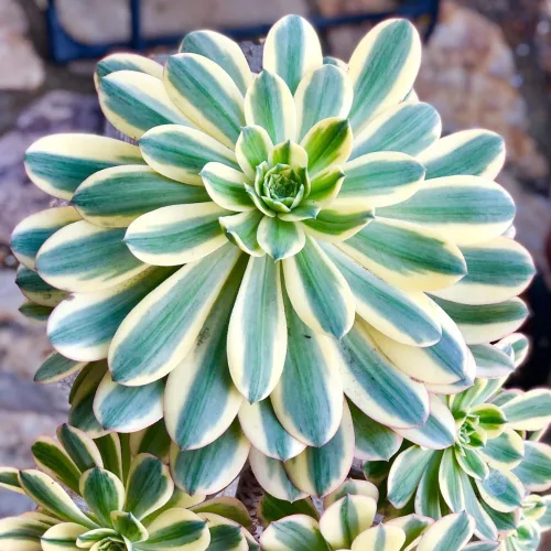 Miniatura 2 de Aeonium Planta Viva, Raras Suculentas Aeonium para Plantas de Interior en Maceta de 4 Pulgadas, Suculentas para Decoración de Oficina en Casa