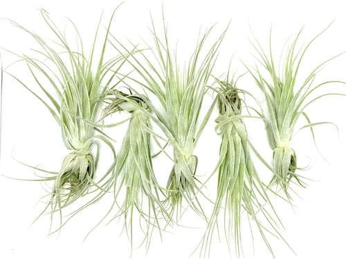 Miniatura 47 de ragnaroc Planta de Aire Viva – Tillandsia Capiput, Jumbo 6-9” - 2 unidades - Llegada Viva Garantizada - Plantas de Casa para Decoración del Hogar