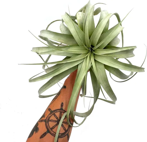 Miniatura 6 de ragnaroc Plantas de aire – Tillandsia Xerographica, gigante de 9-14 pulgadas – 1 unidad – Llegada viva garantizada – Plantas
