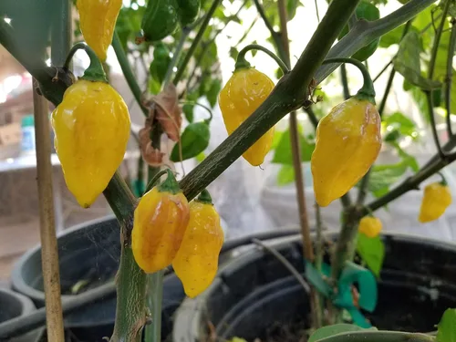 Miniatura 2 de Pimiento Amarillo Puertorriqueño 10+ Semillas