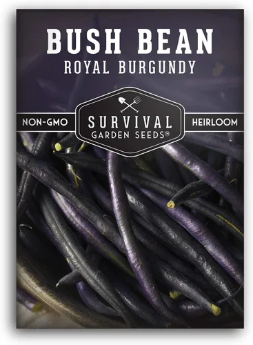 Survival Garden Seeds - Semilla de frijol burdeos real para plantar - Paquete con instrucciones para plantar y cultivar frijoles morados sin hilo en