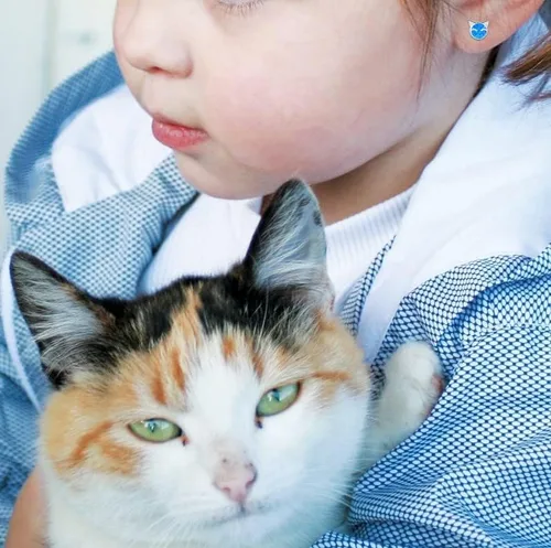 Miniatura 4 de YZSFMZGE Blue White Opal Cat Stud Earrings Necklace, 925 Sterling Silver Cat Opal Stud Earrings Necklace for Women Cute Cat Jewelry for Girls