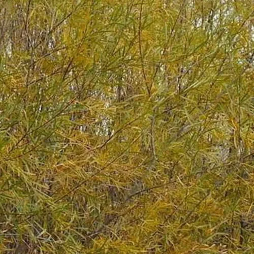 Miniatura 4 de Sandbar Willow Salix Exigua Coyote Willow 10 Esquejes M4